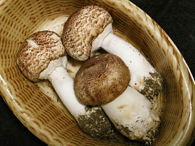 040523himematu.jpg