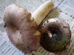 20050925110212.jpg