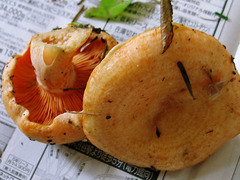 20050925110347.jpg