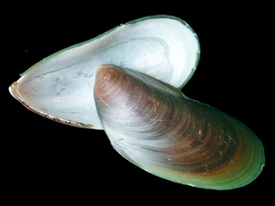 midorii0047.jpg